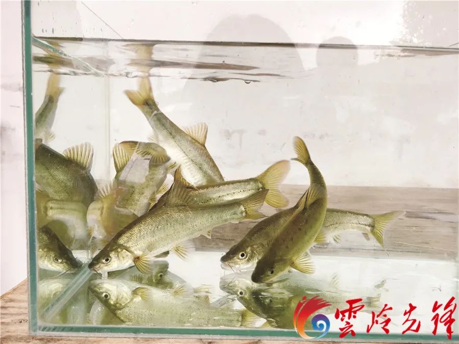 玉溪发布(微信)