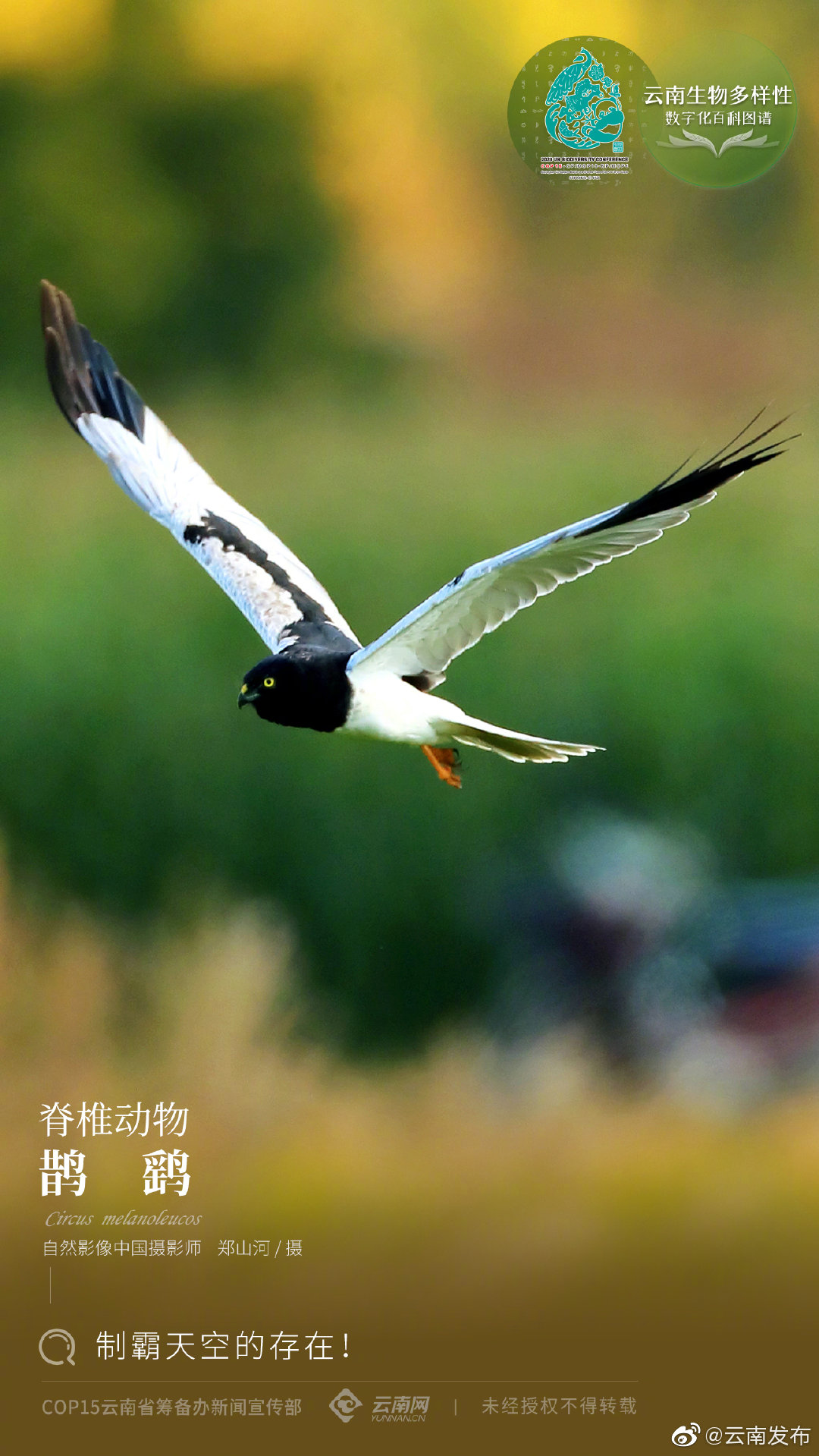 云南生物多样性数字化百科图谱|鹊鹞：制霸天空的存在！