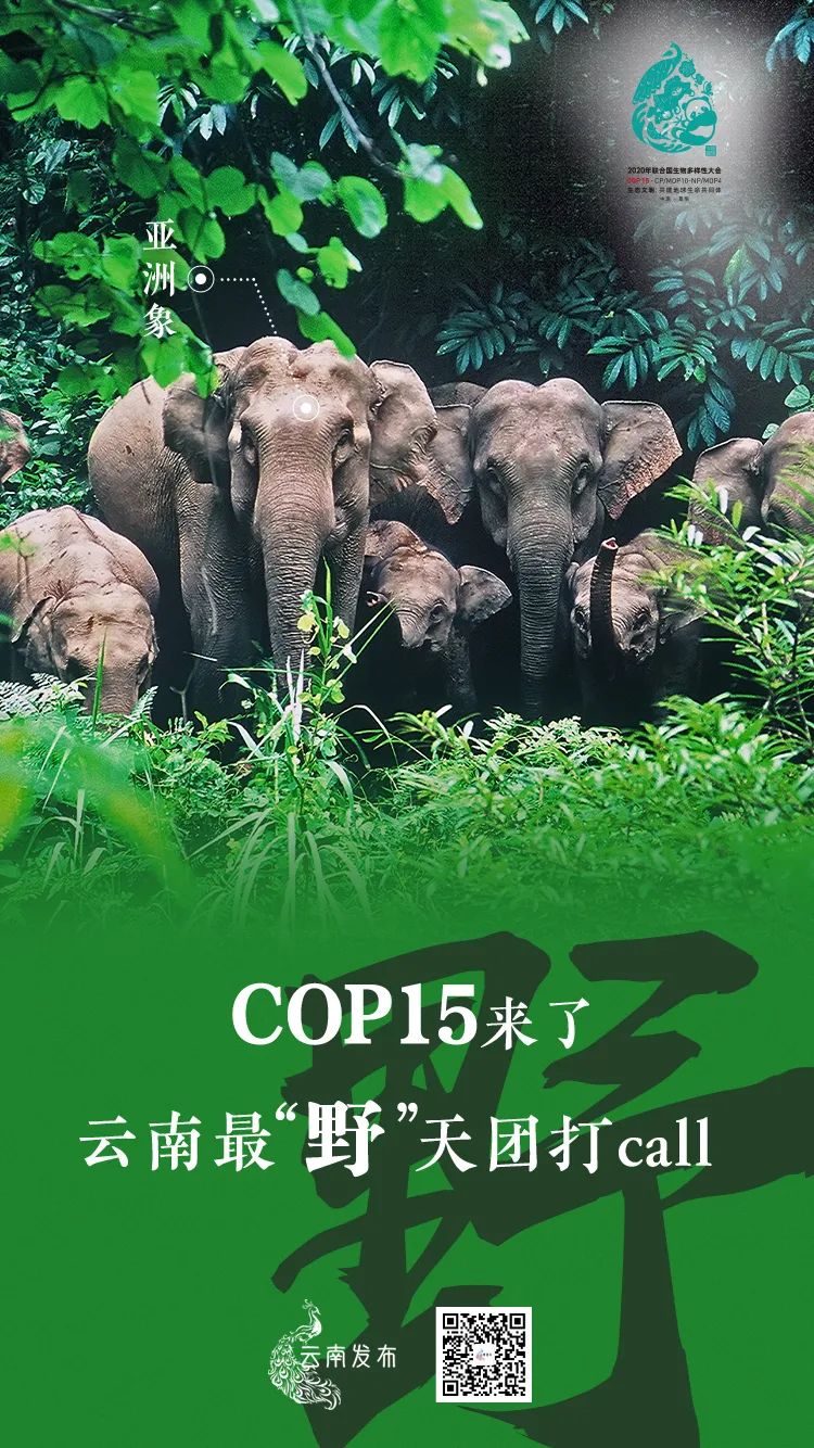 玉溪发布(微信)