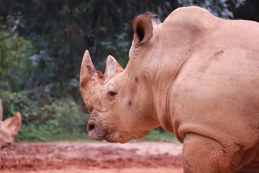 云南野生动物园(微信)