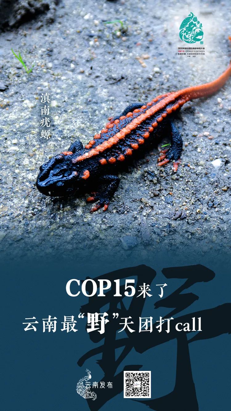 玉溪发布(微信)