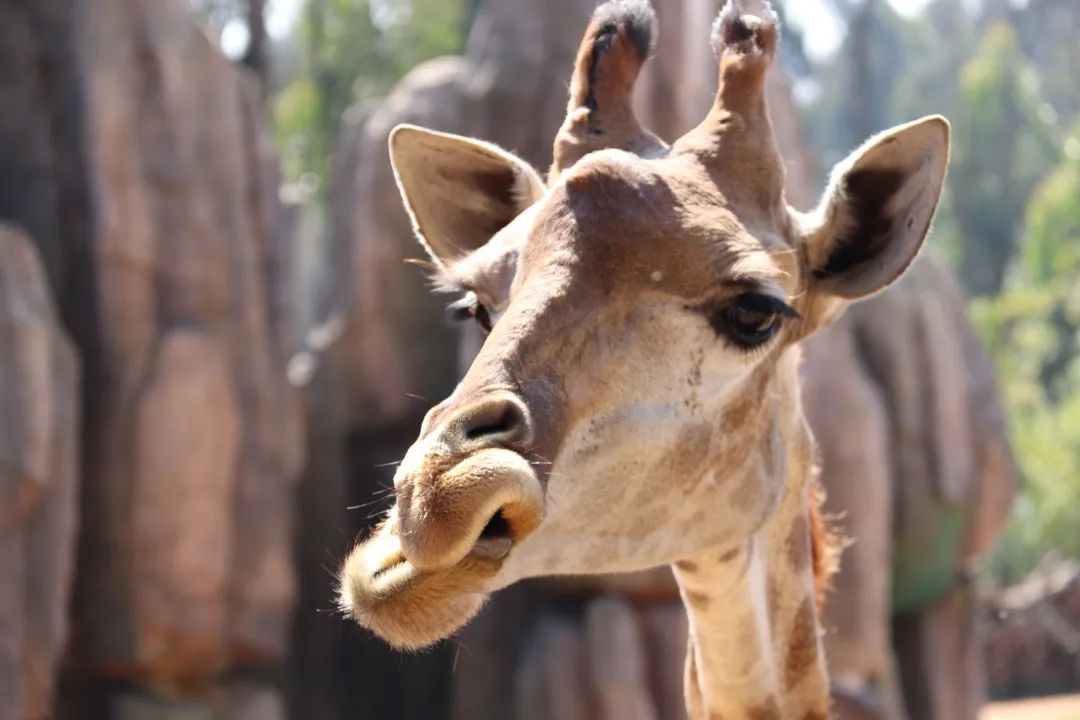 云南野生动物园(微信)