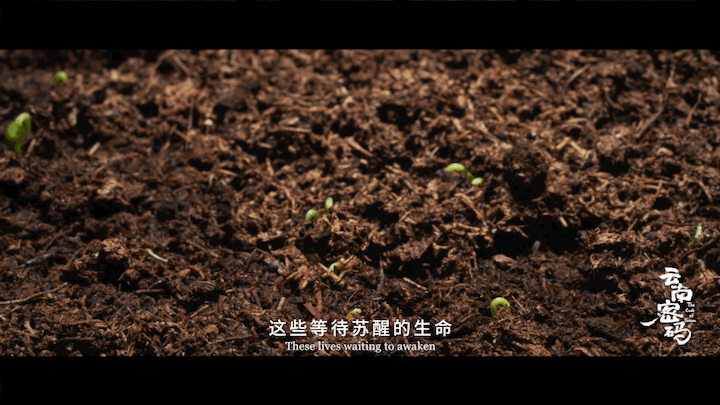 玉溪发布(微信)