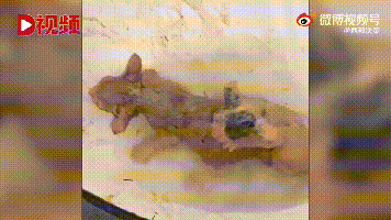 春城晚报(微信)