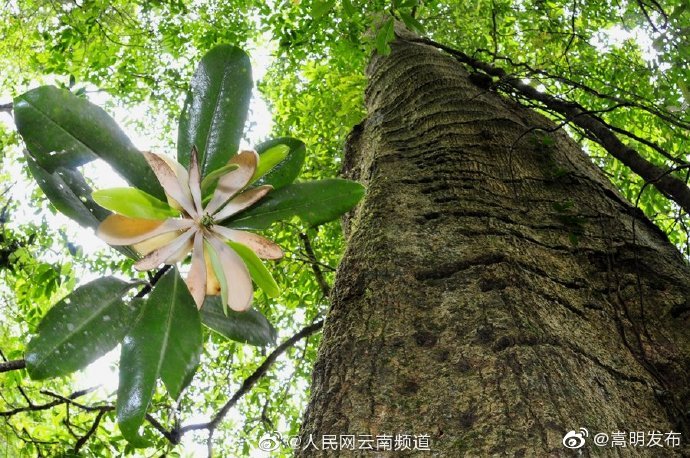 极小种群物种之华盖木