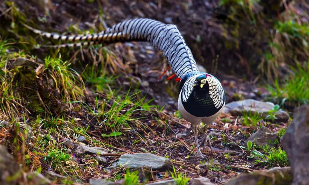 云南广播电视台(微信)