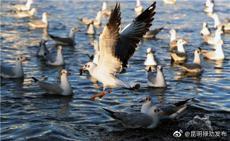 昆明禄劝发布