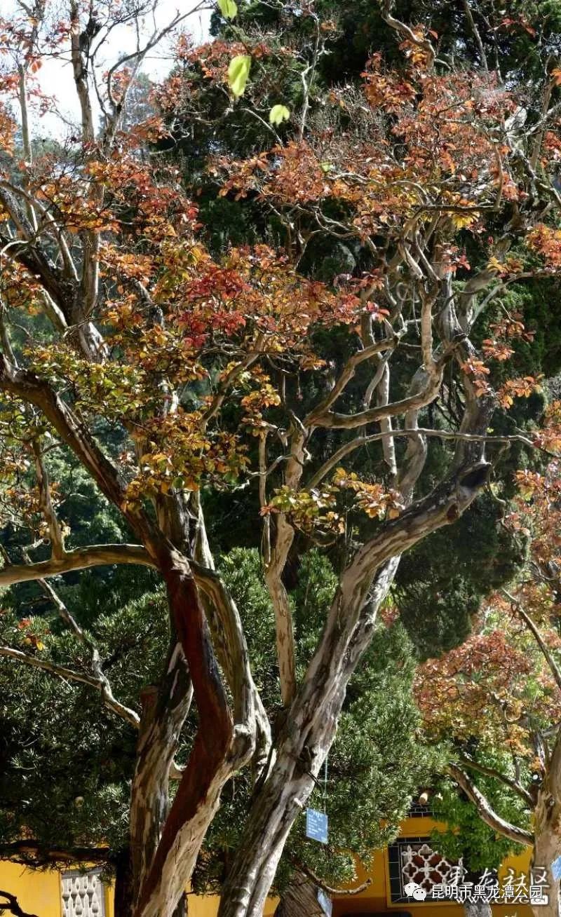 昆明市黑龙潭公园