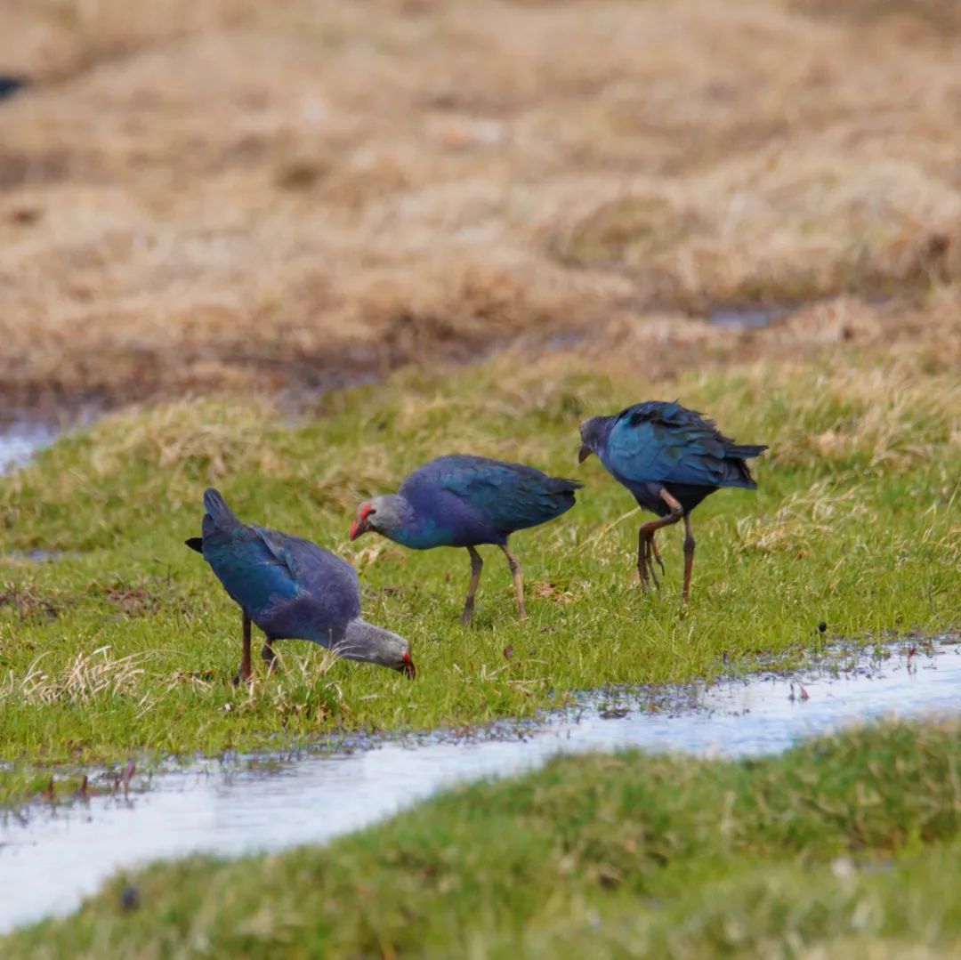 丽江日报(微信)