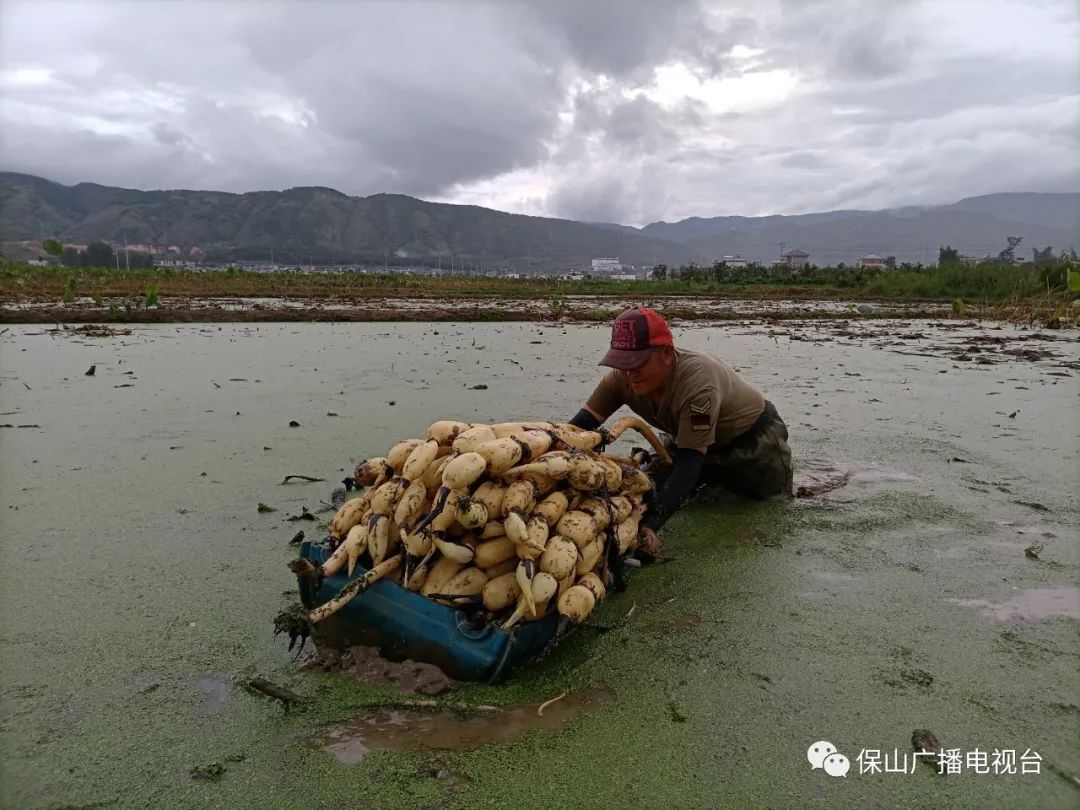 保山新闻网(微信)