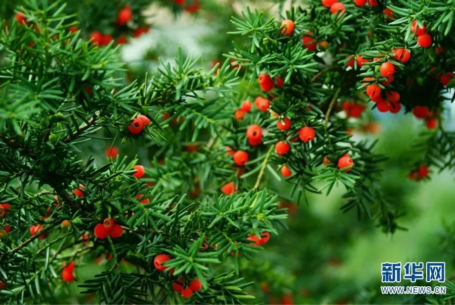 云南广播电视台(微信)