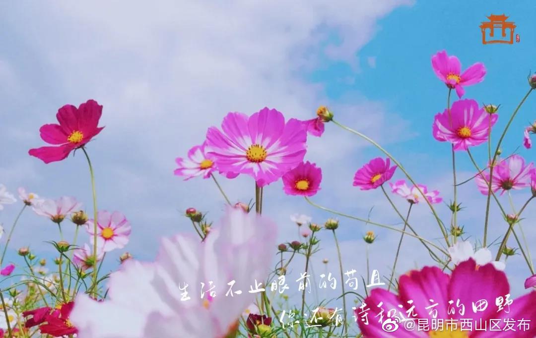 “昆明市西山区发布”微博