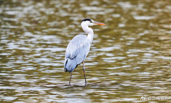 “云南发布”微博