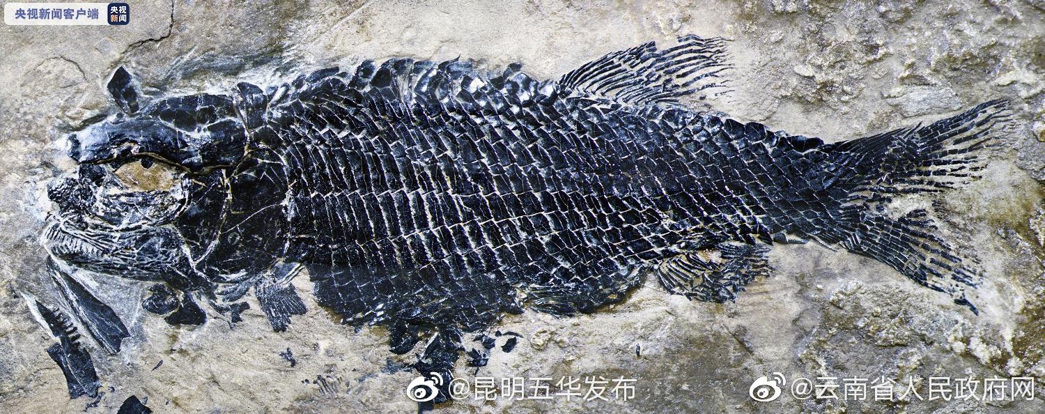 “昆明五华发布”微博