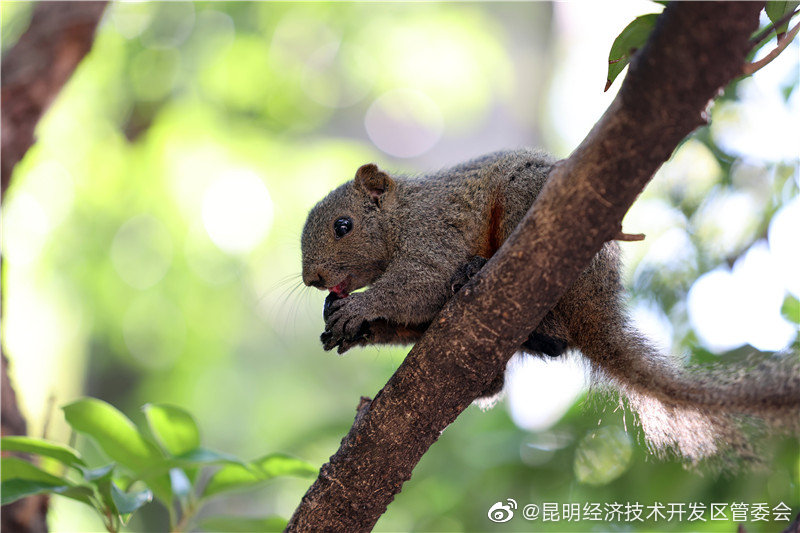 “昆明经济技术开发区管委会”微博