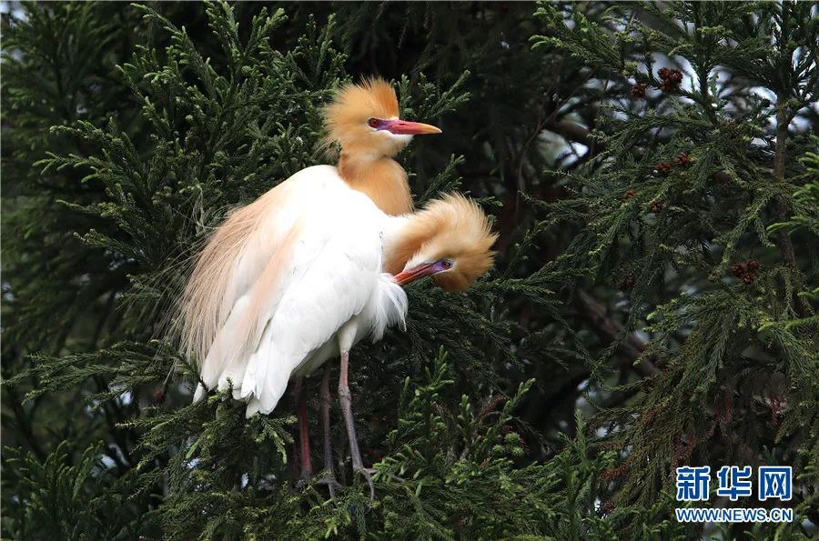 云南广播电视台(微信)