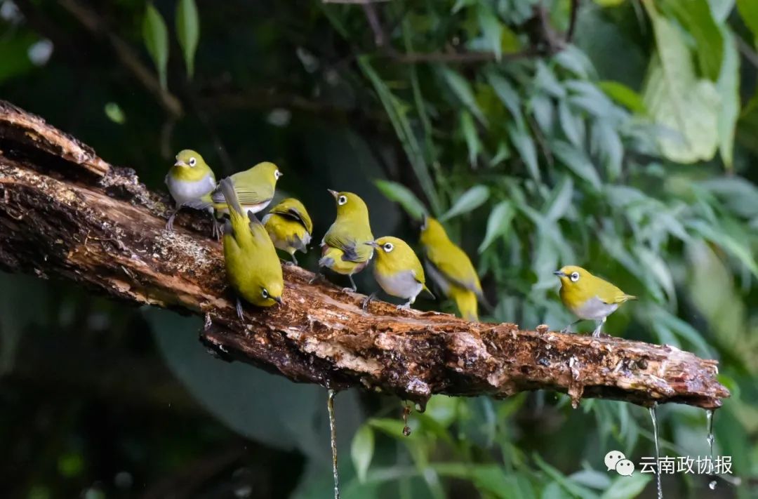 云南政协报(微信)