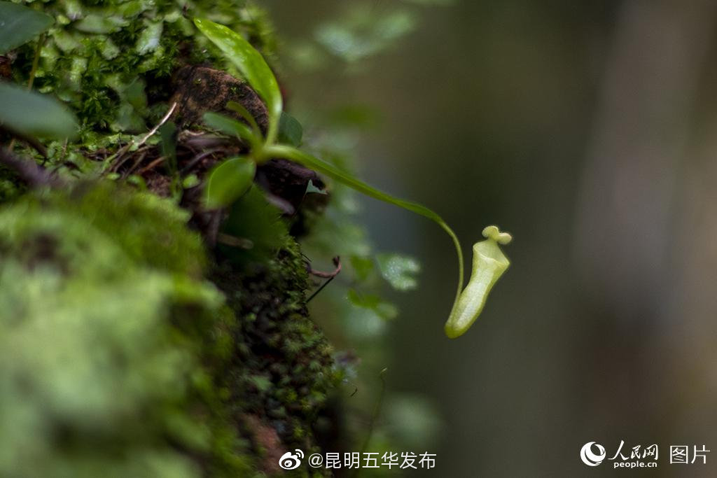 “昆明五华发布”微博