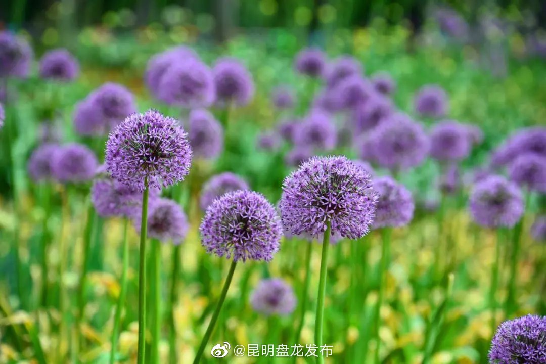 昆明盘龙发布