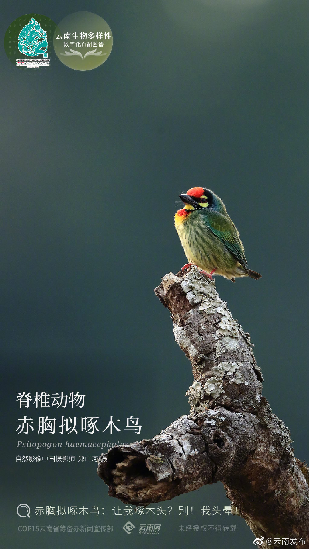 云南生物多样性数字化百科图谱 | 脊椎动物·赤胸拟啄木鸟：让我啄木头？别！我头晕！