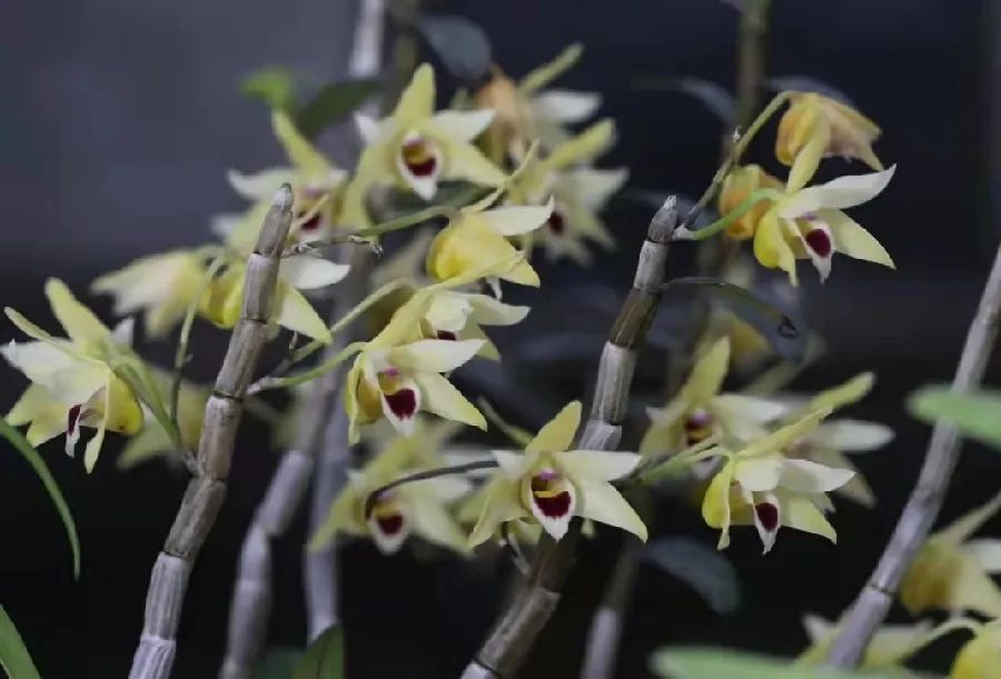 保山新闻网(微信)
