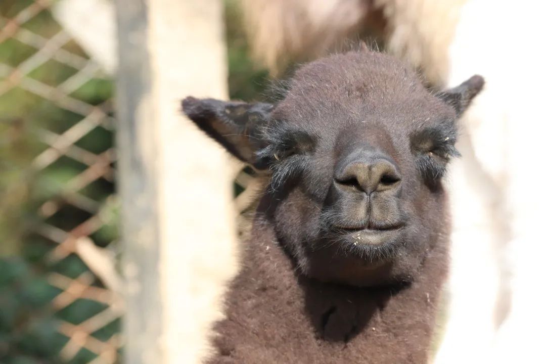 云南野生动物园(微信)