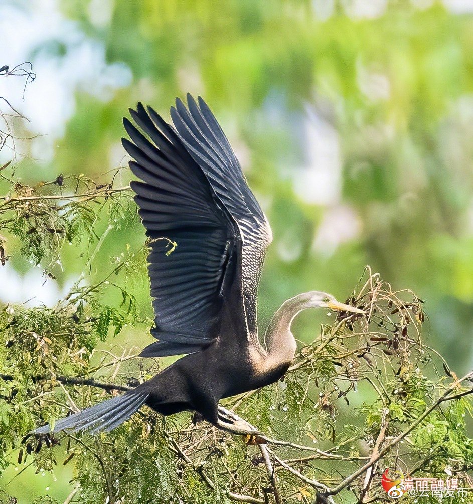 “云南发布”微博