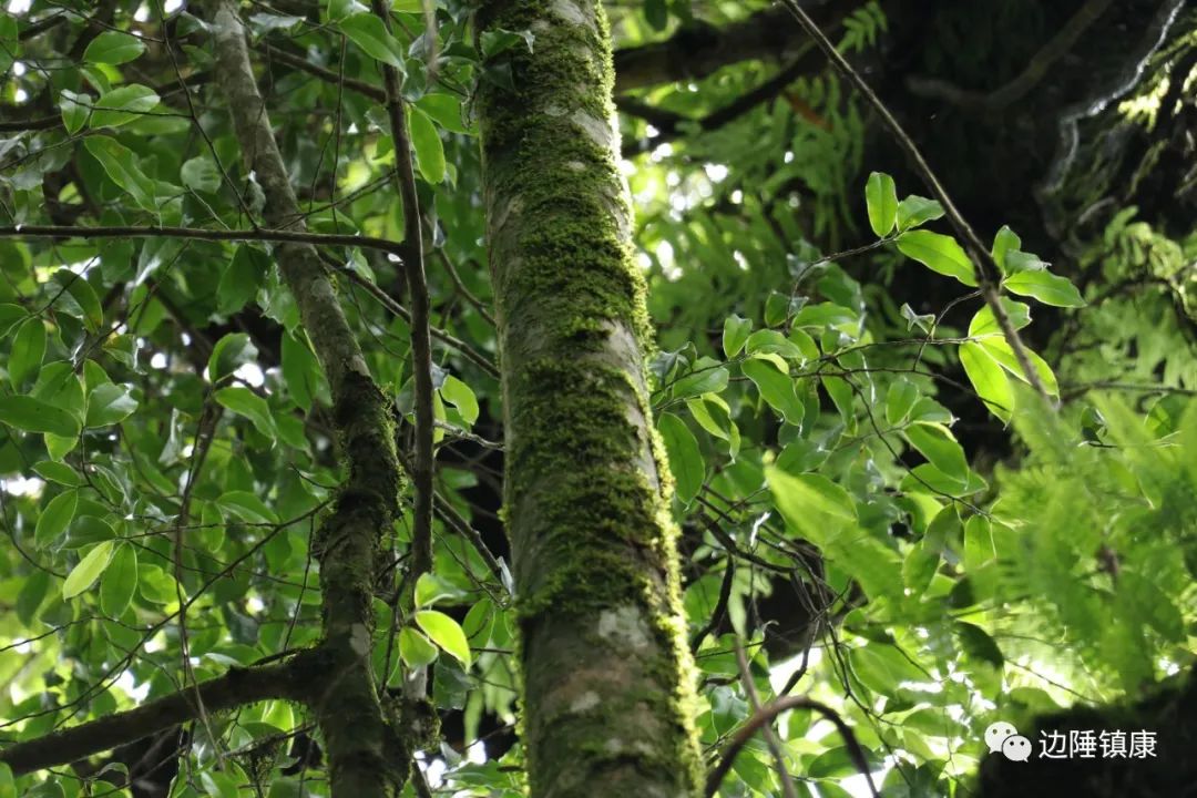 云南广播电视台(微信)