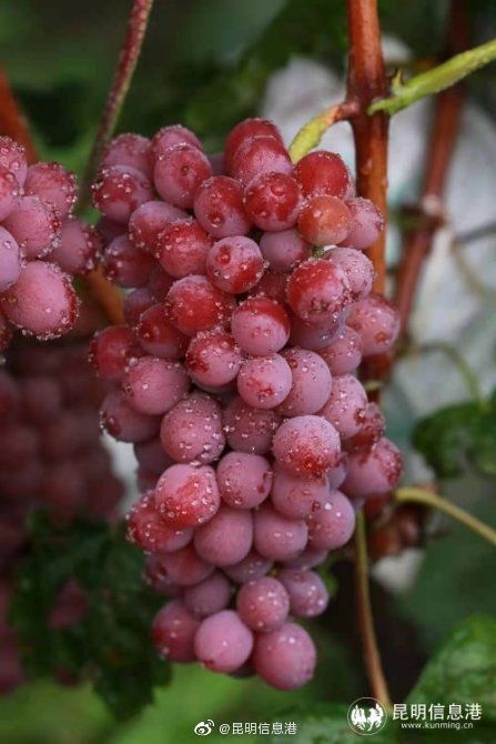 昆明信息港微博