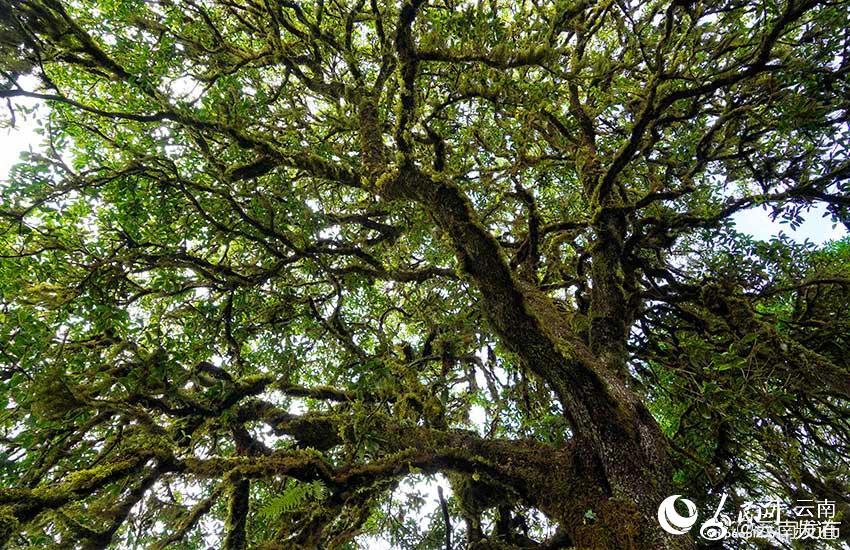 “云南发布”微博