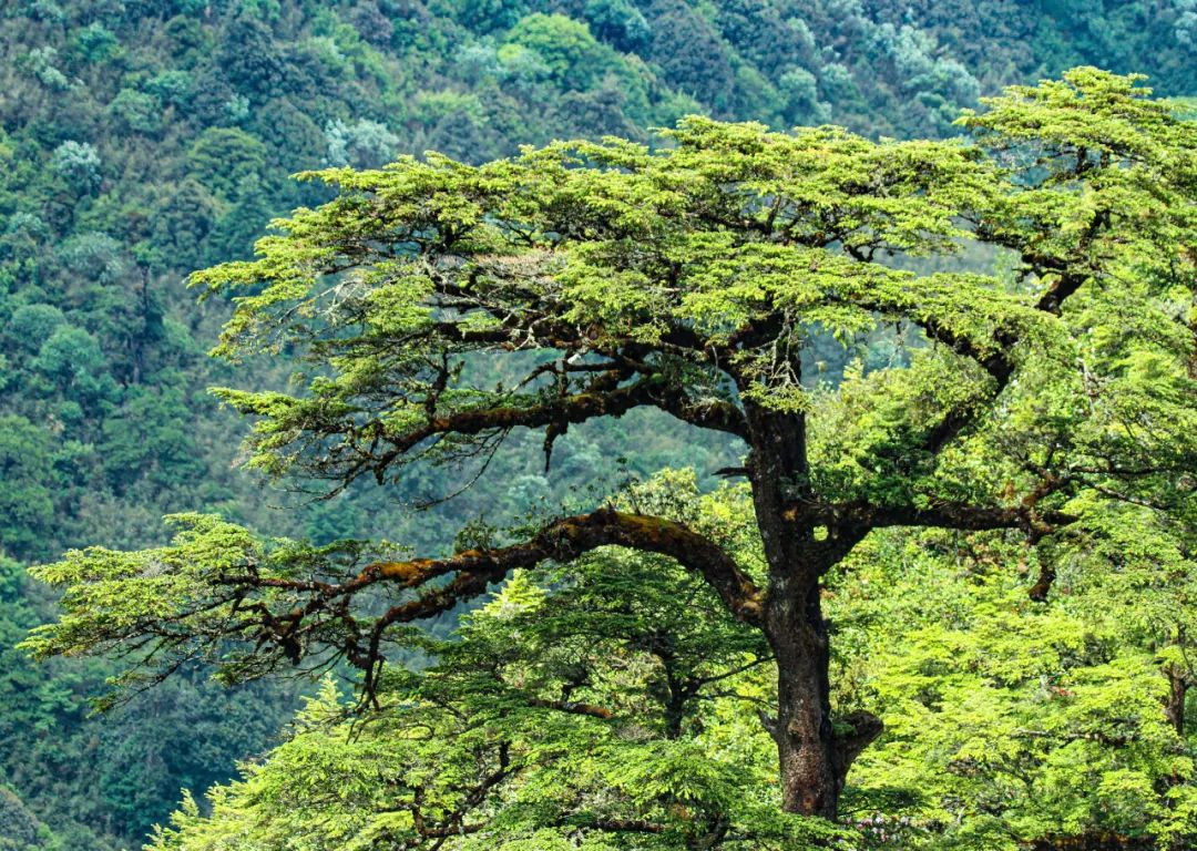 云南广播电视台(微信)