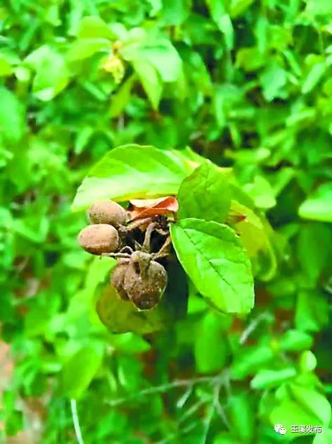 玉溪发布(微信)