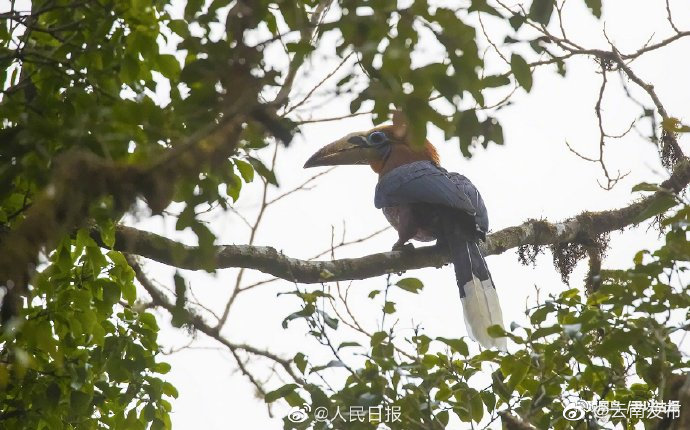 “云南发布”微博