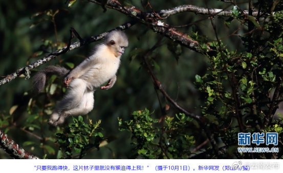 “云南发布”微博