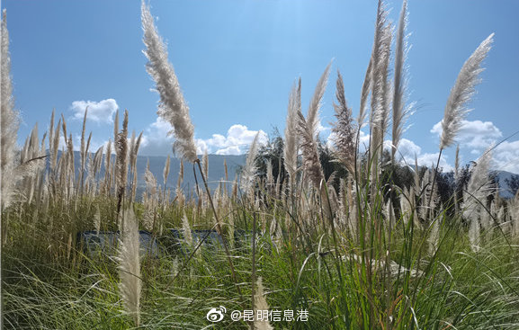 昆明信息港微博