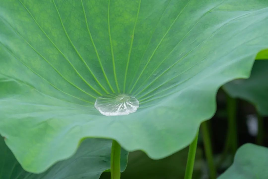 云南中医(微信)