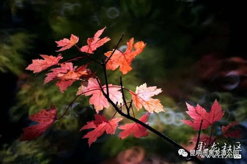 昆明市黑龙潭公园