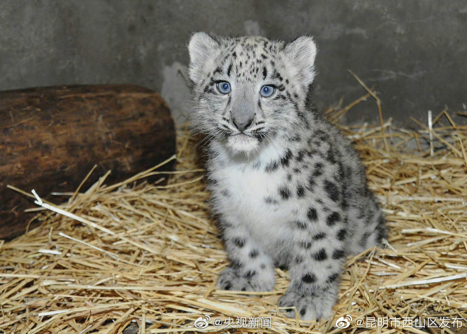 “昆明市西山区发布”微博