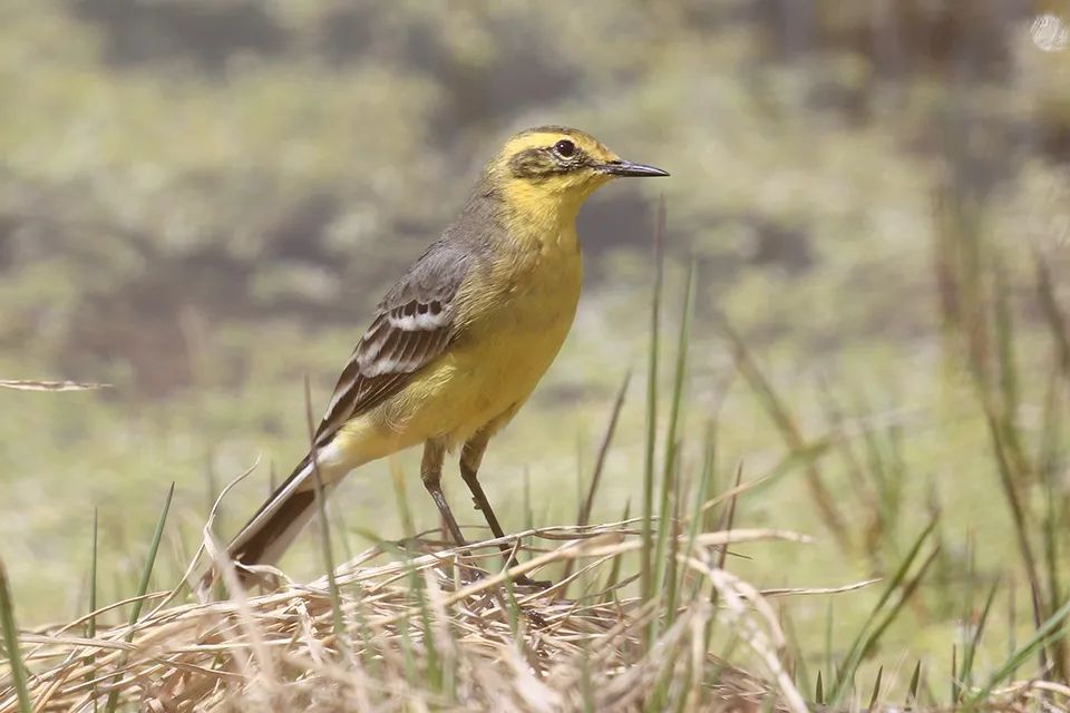 云南广播电视台(微信)