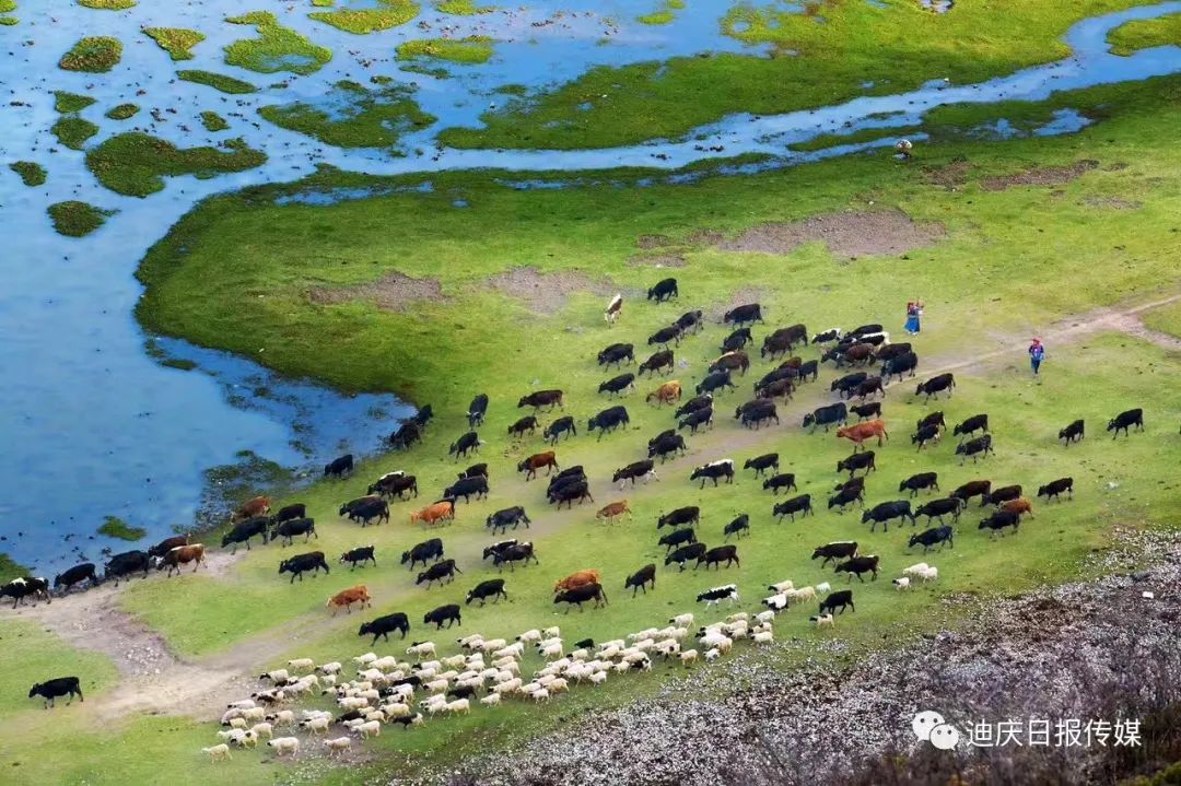 迪庆日报传媒(微信)