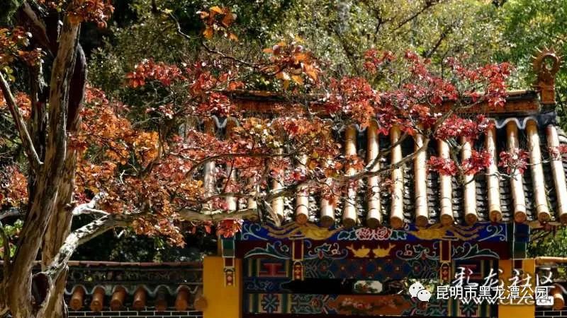 昆明市黑龙潭公园