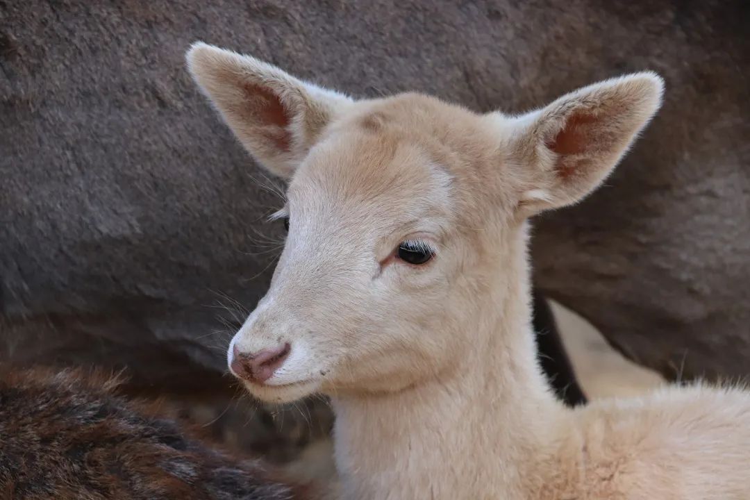 云南野生动物园(微信)