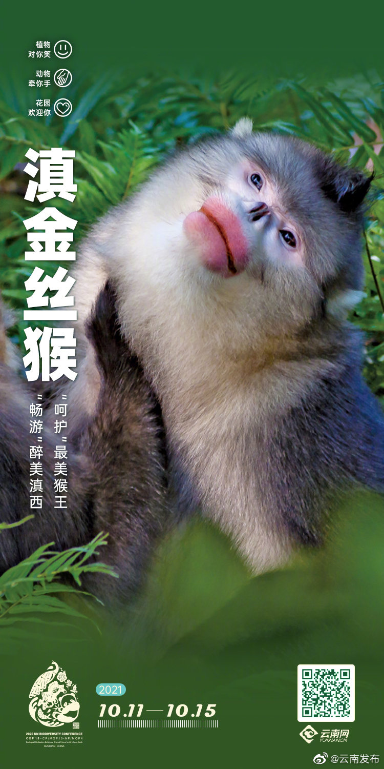 “云南发布”微博