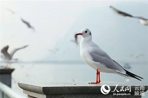 昆明发布(微信)