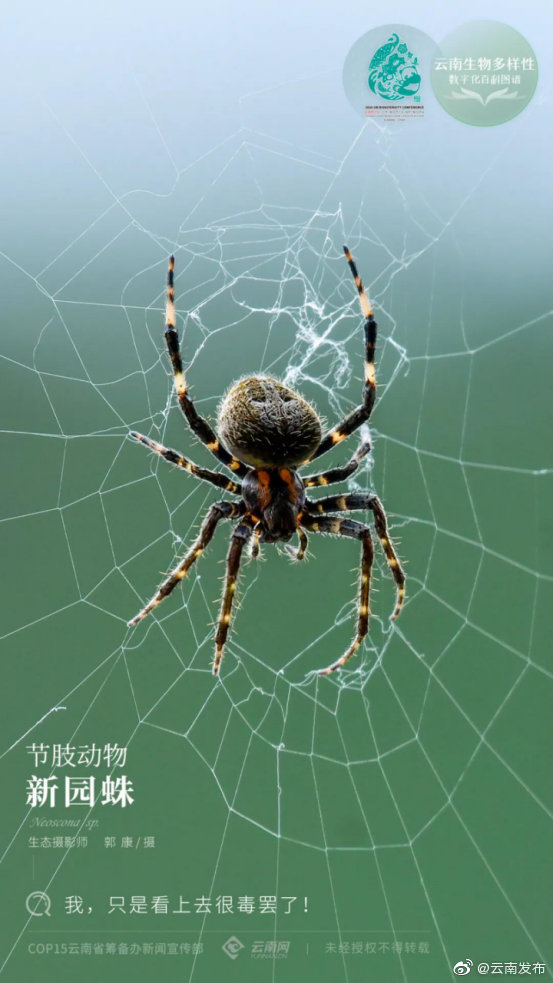 云南生物多样性数字化百科图谱 | 节肢动物·新园蛛：我，只是看上去很毒罢了！