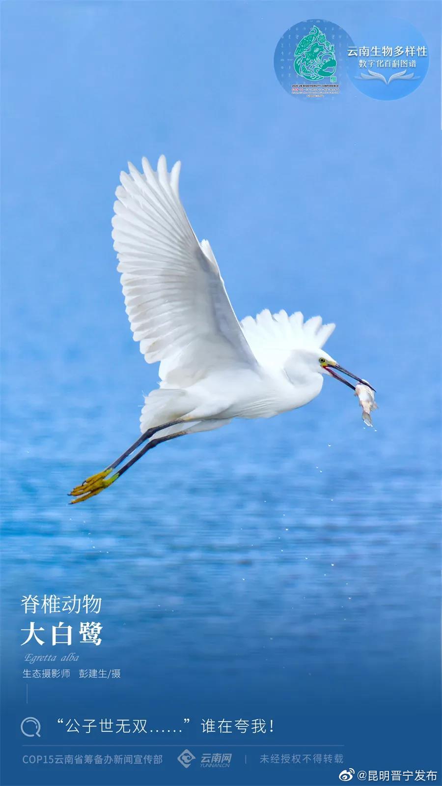 云南生物多样性数字化百科图谱