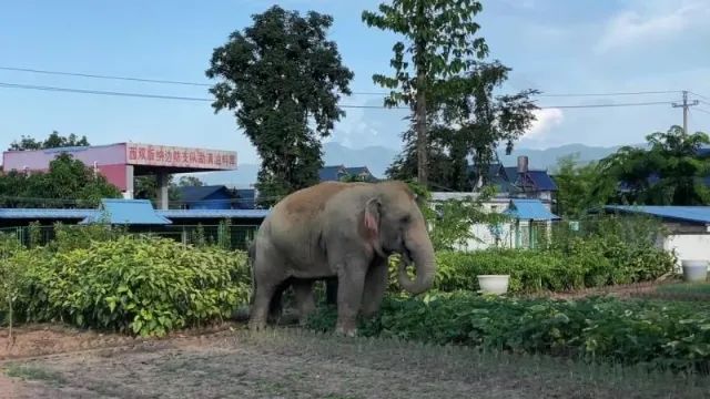 春城晚报(微信)
