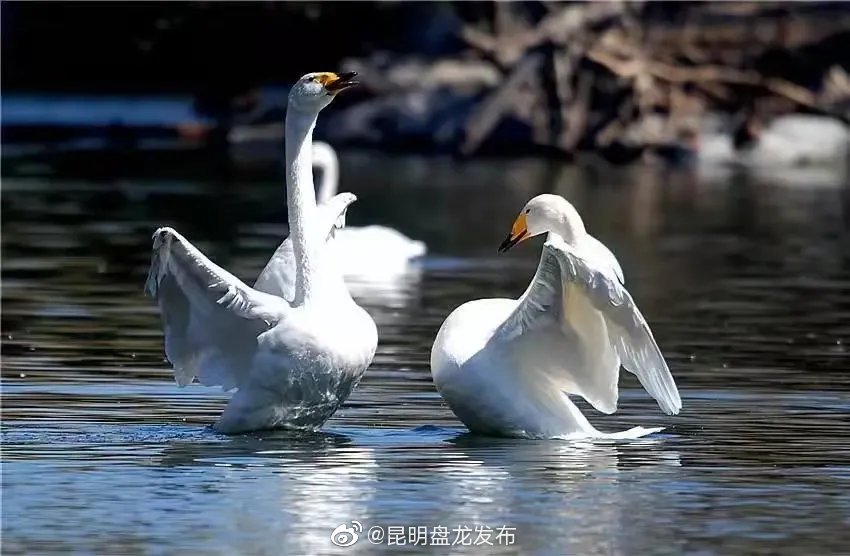 昆明盘龙发布