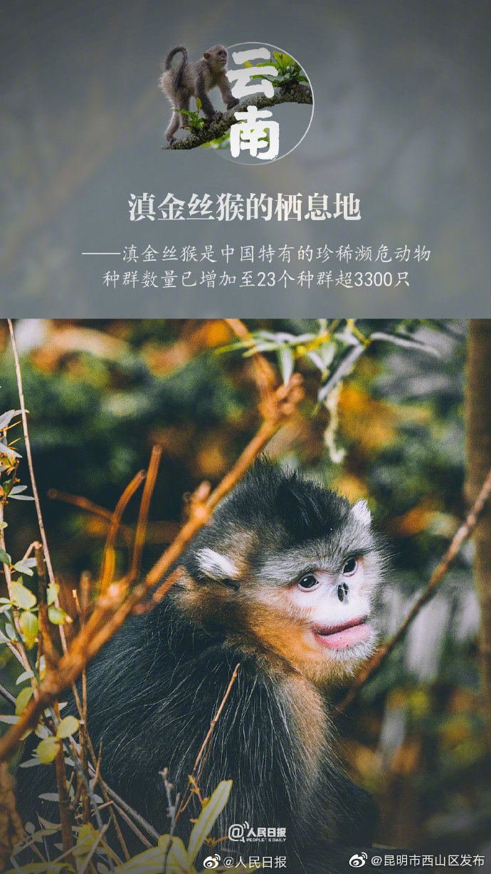 “昆明市西山区发布”微博