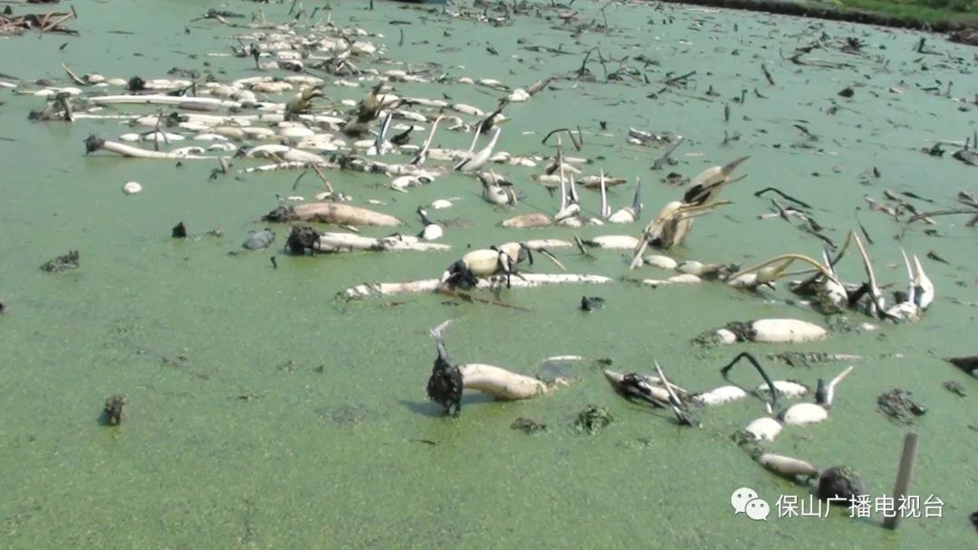 保山新闻网(微信)